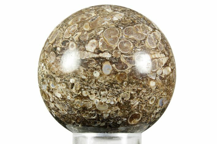 Polished Freshwater Snails (Elimia) In Limestone Sphere - Wyoming #370888